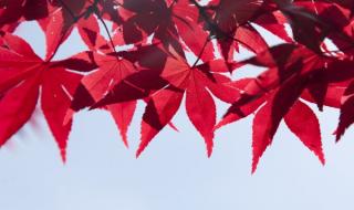 一层秋雨一层凉 一层秋雨一层凉